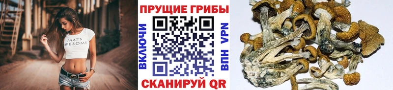 Псилоцибиновые грибы Psilocybine cubensis  Нурлат 
